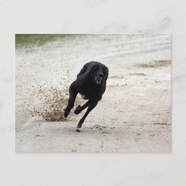 Postal raza gris (Anverso)