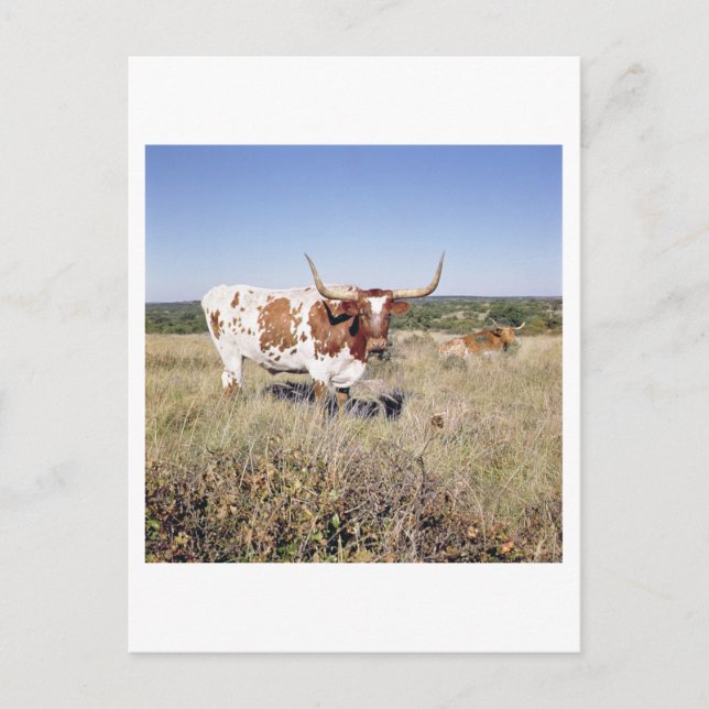 Postal Raza Longhorn de Texas (foto) (Anverso)