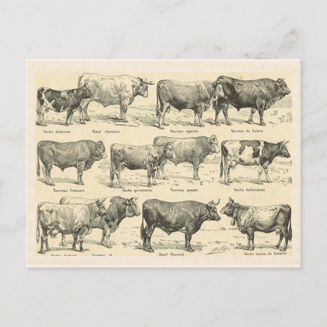 Postal Razas bovinas, Francia, diversas razas 3 (Anverso)