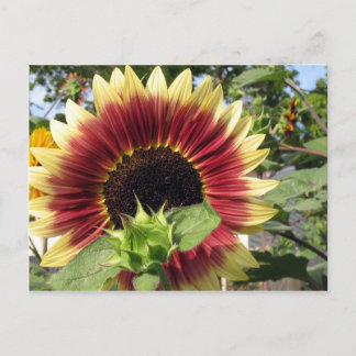 Postal Razzmatazz Sunflower