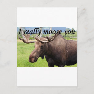 Postal Realmente te mojo: Alaska moose