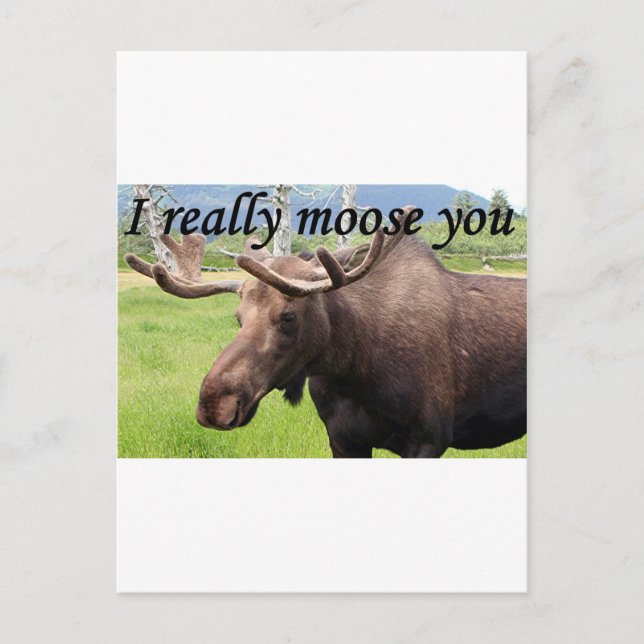 Postal Realmente te mojo: Alaska moose (Anverso)