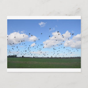 Postal Rebaño De Cerdo