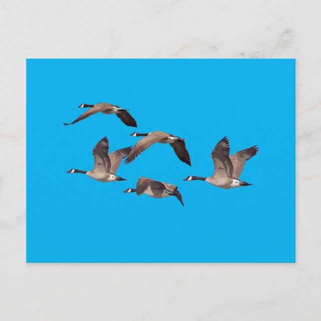 Postal Rebaño de gansos silvestres (Anverso)