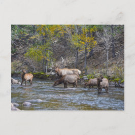 Postal Rebaño Elk en The Big Thompson, Colorado