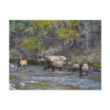 Rebaño Elk en The Big Thompson, Colorado