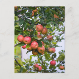 Postal Receta de salsa de manzana