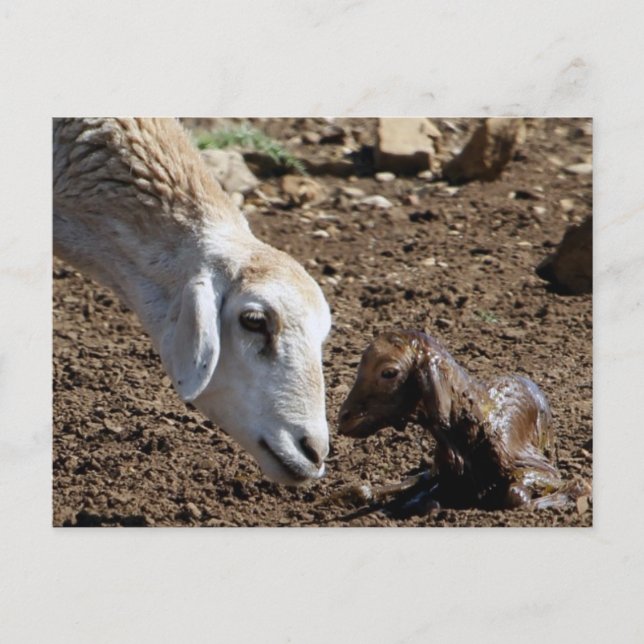 Postal Recién nacido (Anverso)