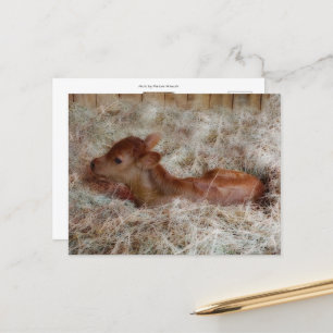 Postal Recién nacidos en la paja, personalizado