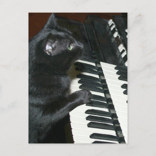 Postal recital de órganos del gato