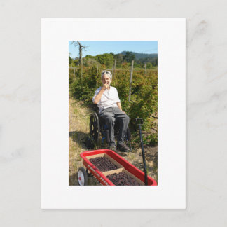 Postal Recogiendo olalleberries en el norte de California