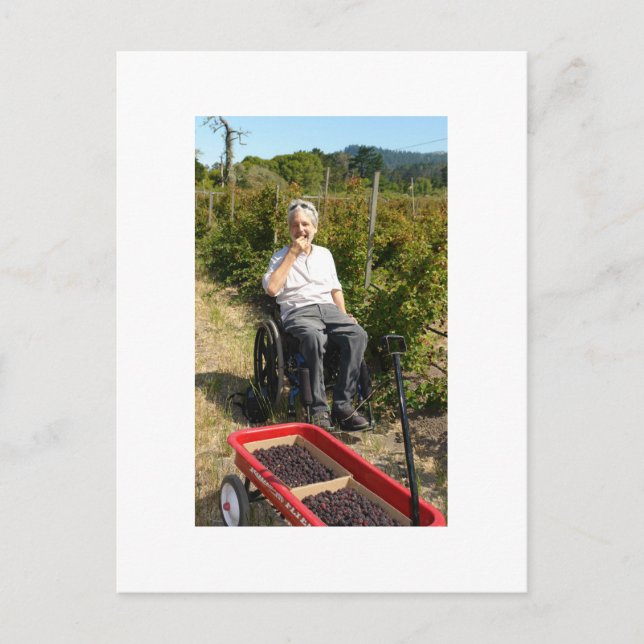 Postal Recogiendo olalleberries en el norte de California (Anverso)