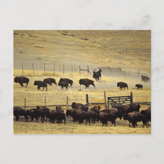 Postal Recopilación del National Bison Range en Montana (Anverso)