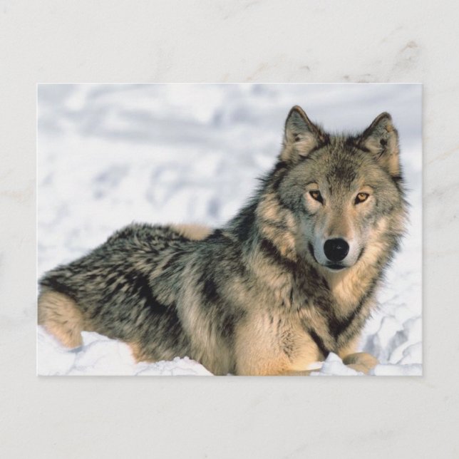 Postal Recordar el lobo (Anverso)
