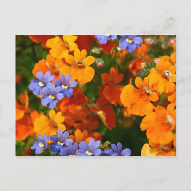 Postal Recordatorio de primavera (Anverso)