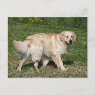 Postal Recorrido de Golden Retriever