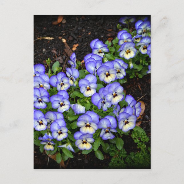 Postal Recortar como botones (Anverso)