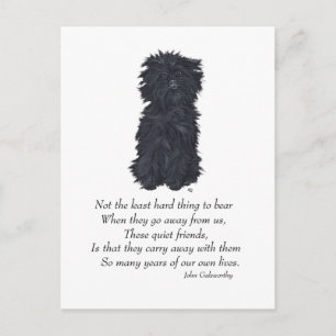 Postal Recuerdo de Affenpinscher
