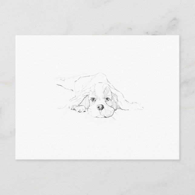 Postal Recuerdo de Cavalier King Charles Spaniel (Anverso)