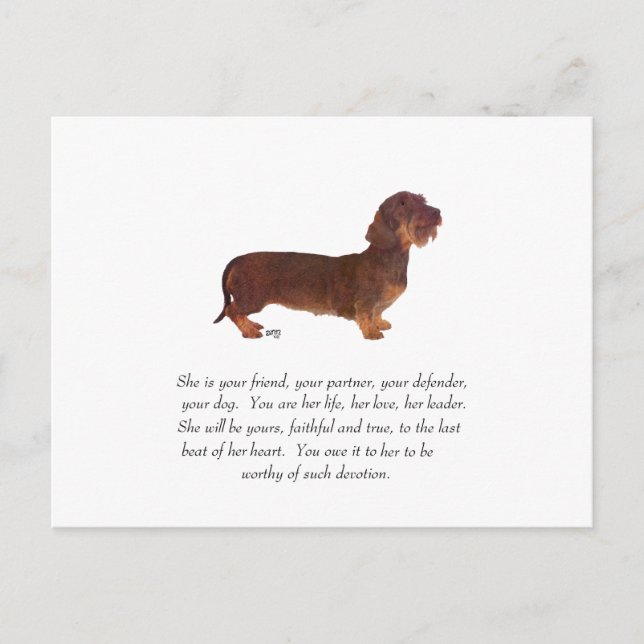 Postal Recuerdo de Dachshund - Hembra (Anverso)