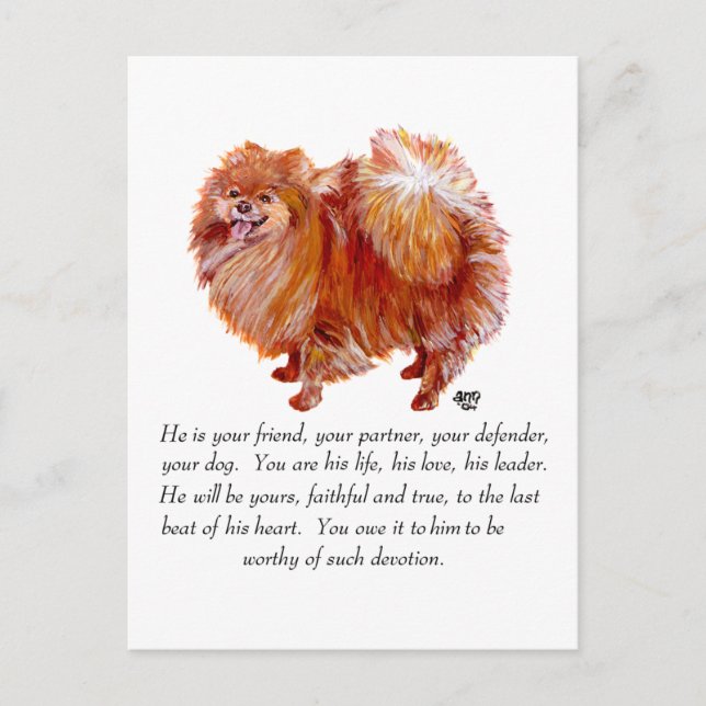 Postal Recuerdo de Pomerania Macho (Anverso)