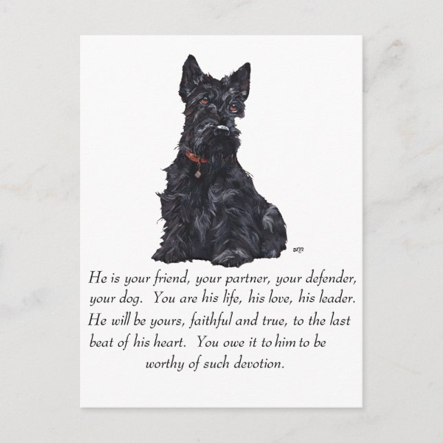 Postal Recuerdo de Terrier Escocés - Perro MACHO (Anverso)