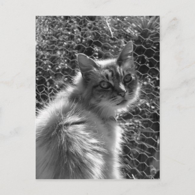 Postal Recuerdos (Anverso)