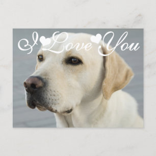 Postal Recuperación de Labrador Dorado Imagen de Te Amo