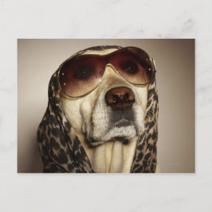 Postal Recuperación de Labrador rubio con gafas de sol