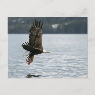 Postal Recuperación de peces de águila calva