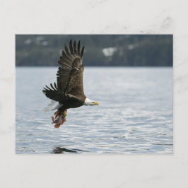 Postal Recuperación de peces de águila calva