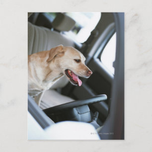 Postal Recuperador de Labrador