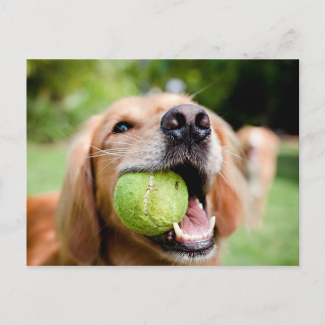 Postal Recuperador de oro con bolas de tenis (Anverso)