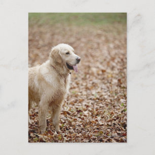 Postal recuperador de oro en parque en otoño