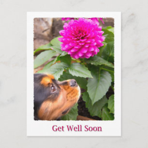 Postal Recupérate Pronto King Charles Spaniel Y Dahlia