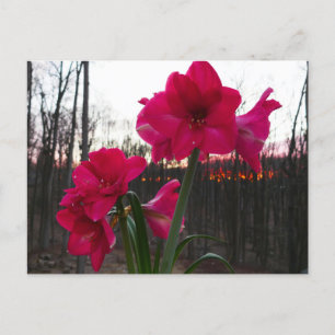 Postal Red Amaryllis y el amanecer invernal