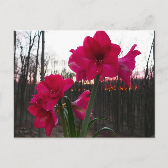 Postal Red Amaryllis y el amanecer invernal (Anverso)