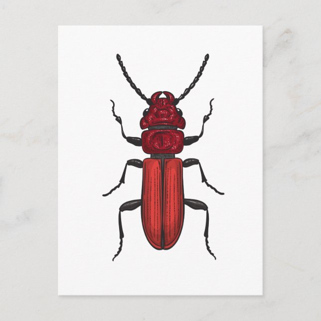 Postal Red beetle (Anverso)