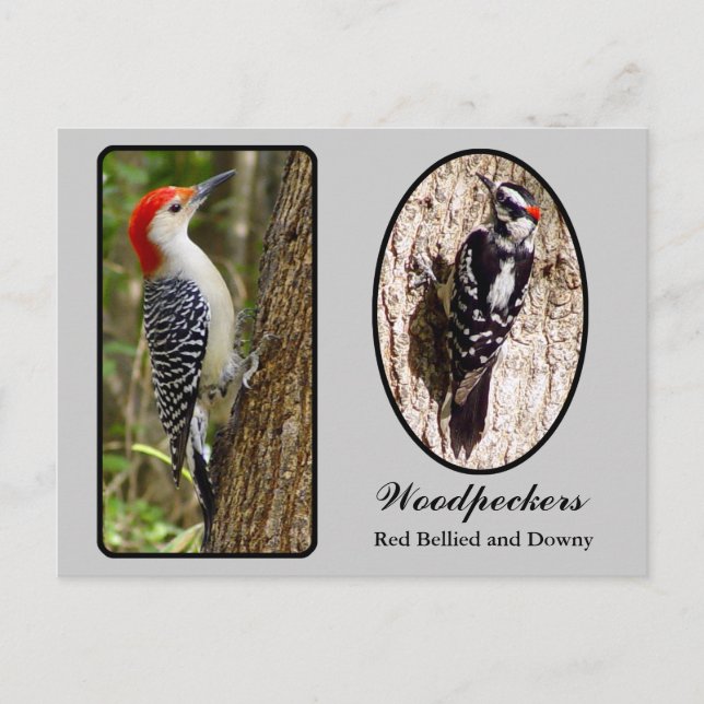 Postal Red Bellie y Downy Woodpecker (Anverso)