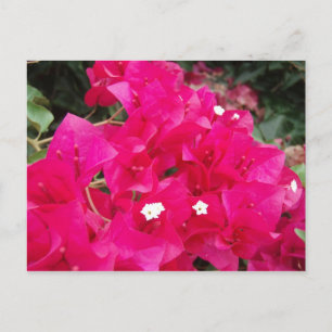 Postal Red Bougainvillea