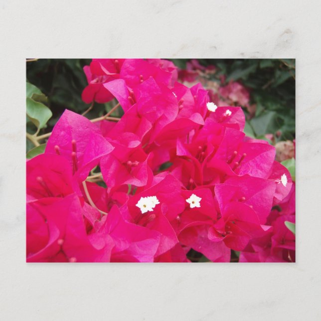 Postal Red Bougainvillea (Anverso)