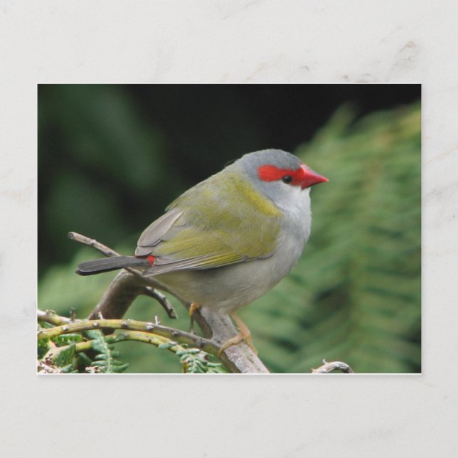 Postal Red Browed Finch (Anverso)