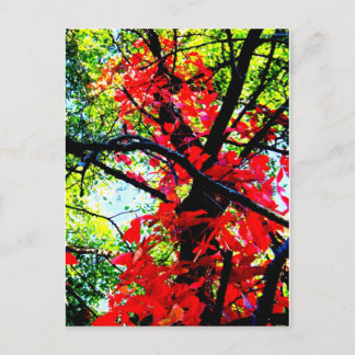 Postal Red Creeper 2.jpg