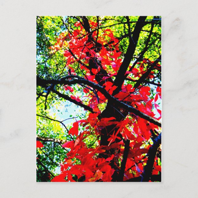 Postal Red Creeper 2.jpg (Anverso)