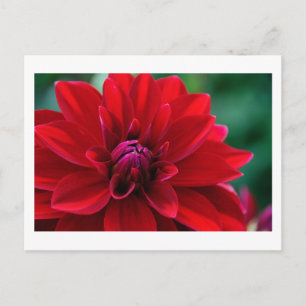 Postal Red Dahlia