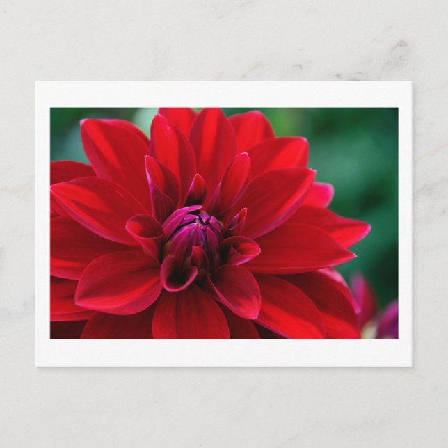 Postal Red Dahlia (Anverso)