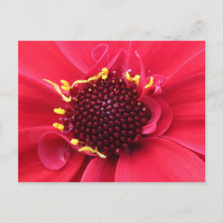 Postal Red Dahlia Close-up
