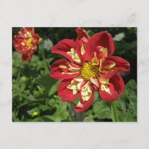 Postal Red Dahlias