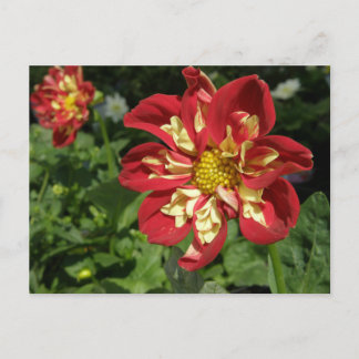 Postal Red Dahlias