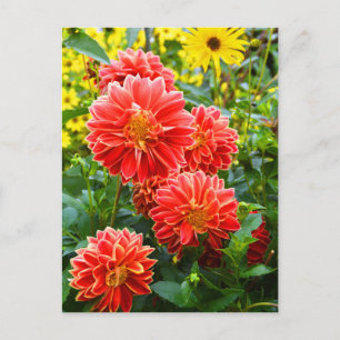 Postal Red Dahlias